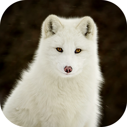 Arctic Fox Wallpaper Arctic Fox Wallpaper