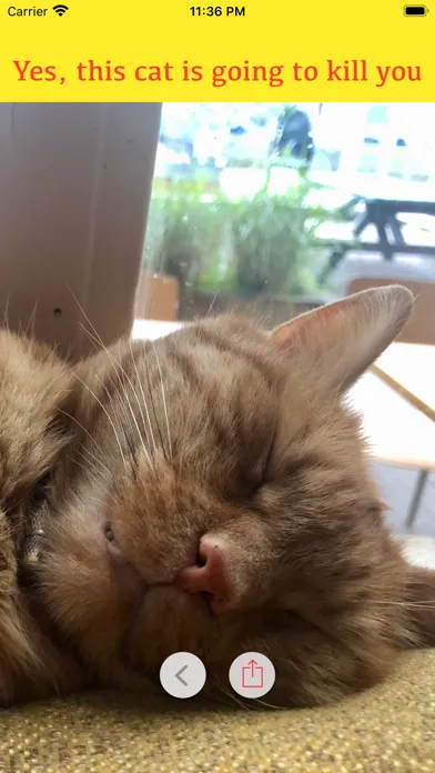 Is my cat going to kill me? Screenshots