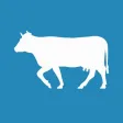 Cattle Records Cattle Records