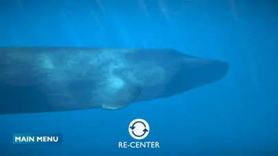 صور Blue Whale AR Encounter