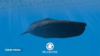 صور Blue Whale AR Encounter