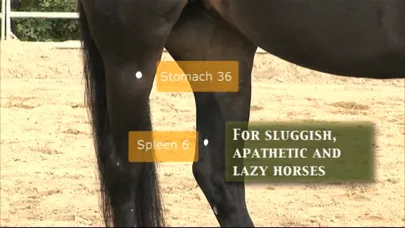Tangkapan layar Equine Acupressure