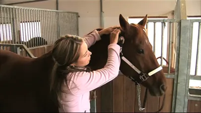 Tangkapan layar Equine Acupressure