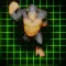 Gorilla Walk Puzzle