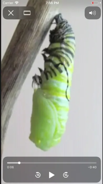 Скриншоты Life Cycle - Insects Arachnids
