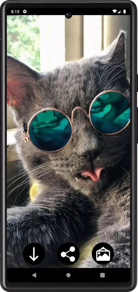 Funny Сats Wallpapers 스크린샷
