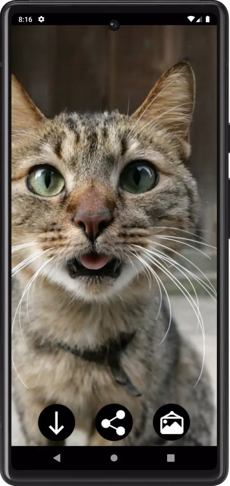 Funny Сats Wallpapers 스크린샷