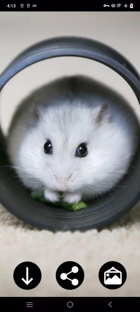 Скриншоты Hamster Wallpapers