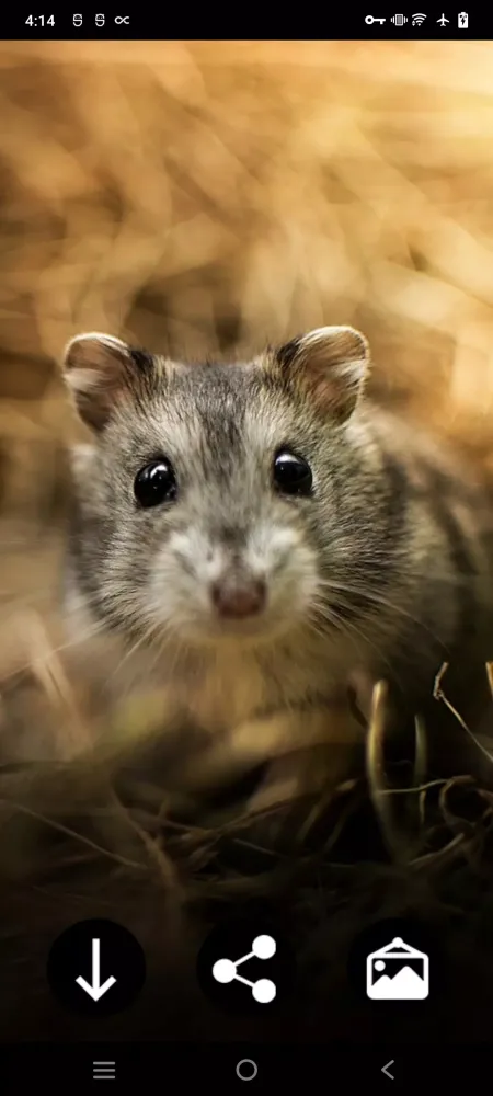 Скриншоты Hamster Wallpapers