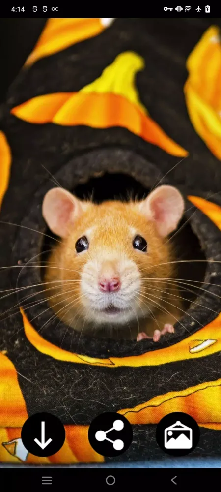 Скриншоты Hamster Wallpapers