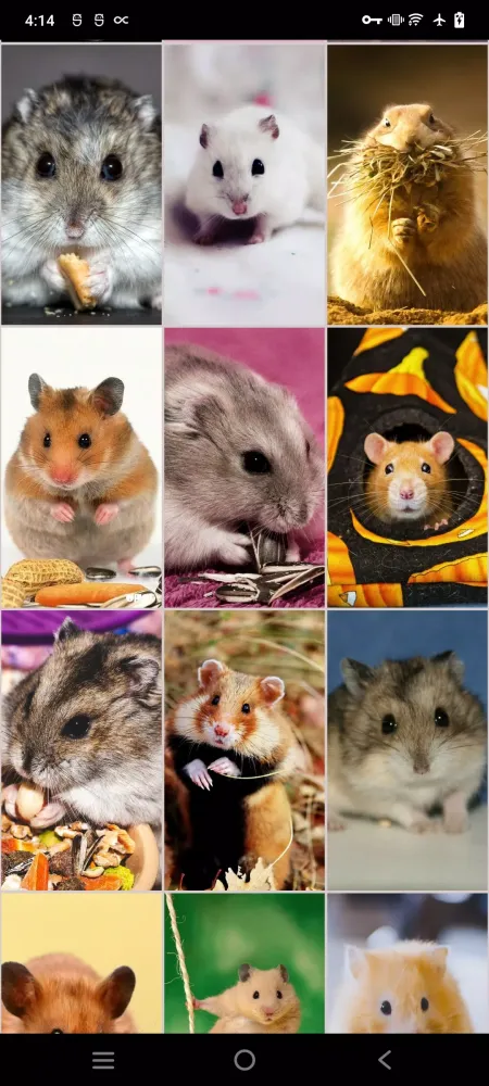 Скриншоты Hamster Wallpapers