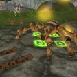 Wild Spider Tarantula Insect Wild Spider Tarantula Insect
