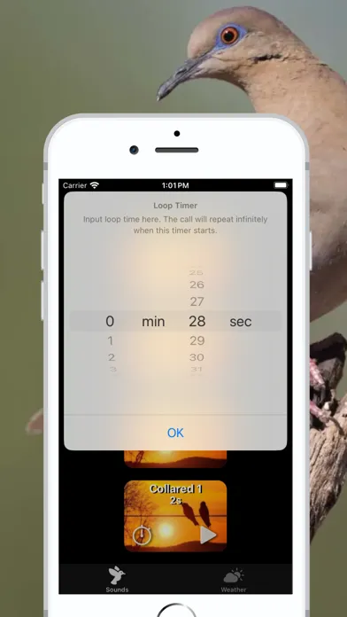 Screenshot di Dove Calls - Song and Decoy