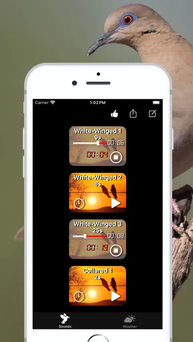 Screenshot di Dove Calls - Song and Decoy