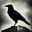 Raven Crow Flight Simulator 3d Raven Crow Flight Simulator 3d