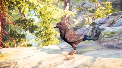 صور Raven Crow Flight Simulator 3d