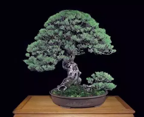 Скриншоты Know The Art Of Bonsai