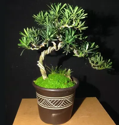 Скриншоты Know The Art Of Bonsai