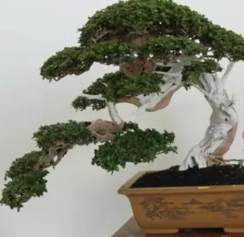 Скриншоты Know The Art Of Bonsai
