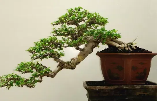 Скриншоты Know The Art Of Bonsai