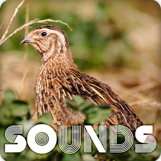 Quail Bird Sound Ringtones