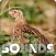 Quail Bird Sound Ringtones