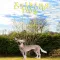 Talking-Dancing Dog