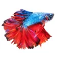 Betta Fish - Virtual Aquarium Betta Fish - Virtual Aquarium