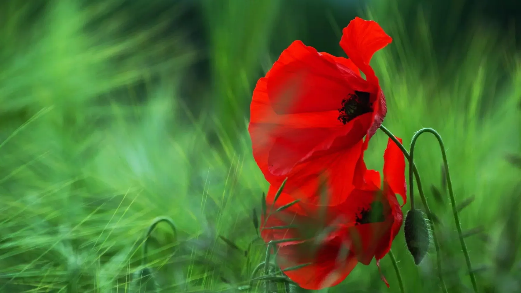 Flowers. Two shades of red Screenshots