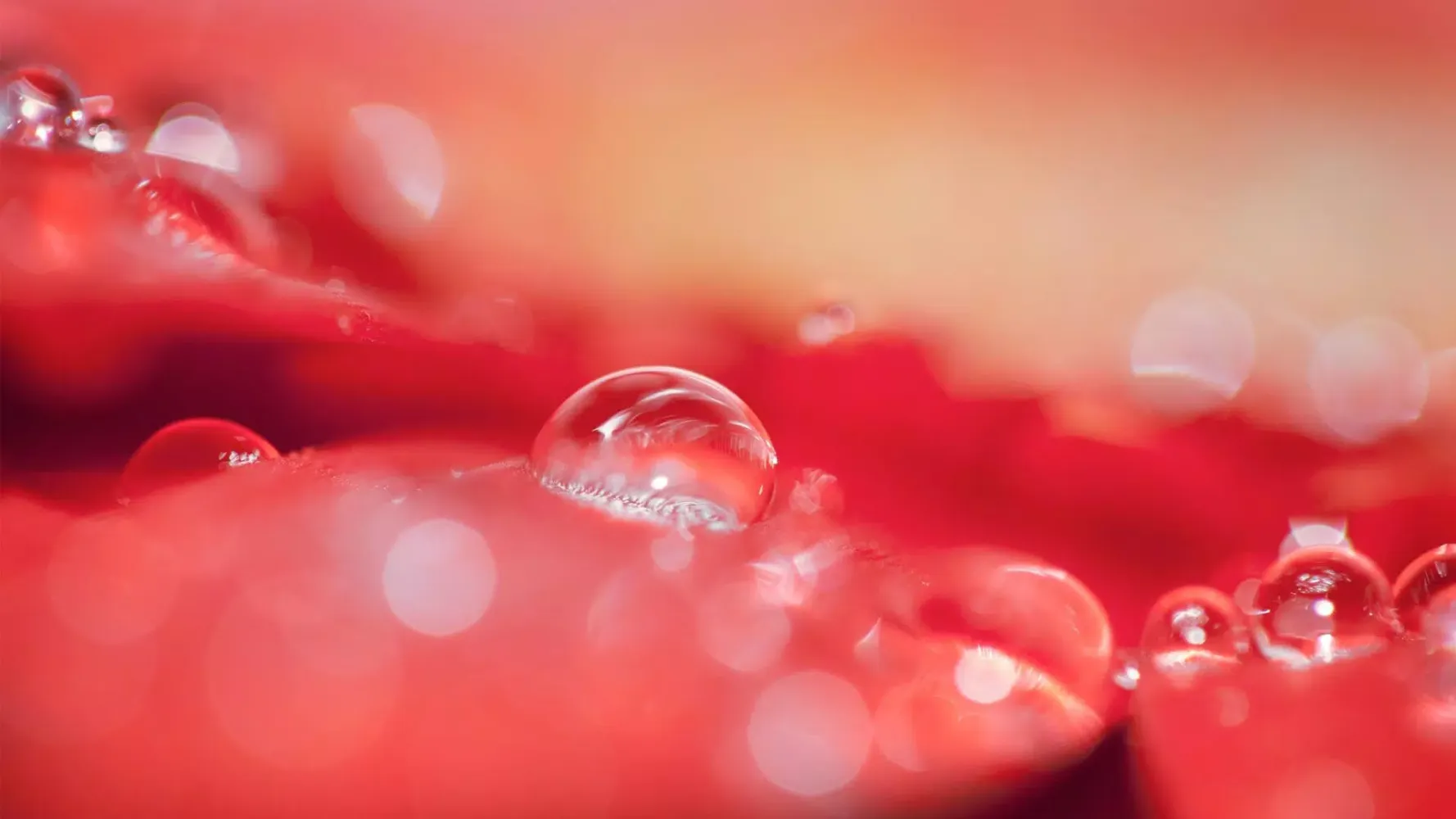 Flowers. Two shades of red Screenshots