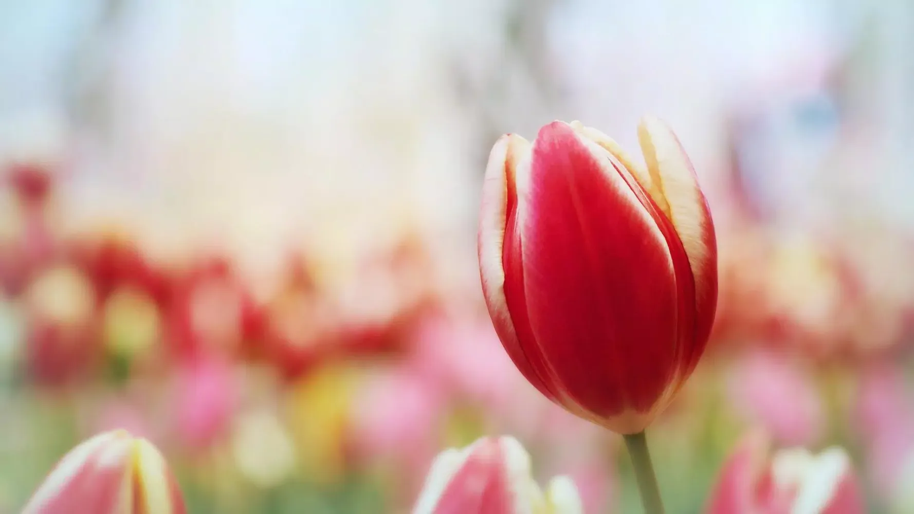 Flowers. Two shades of red Screenshots