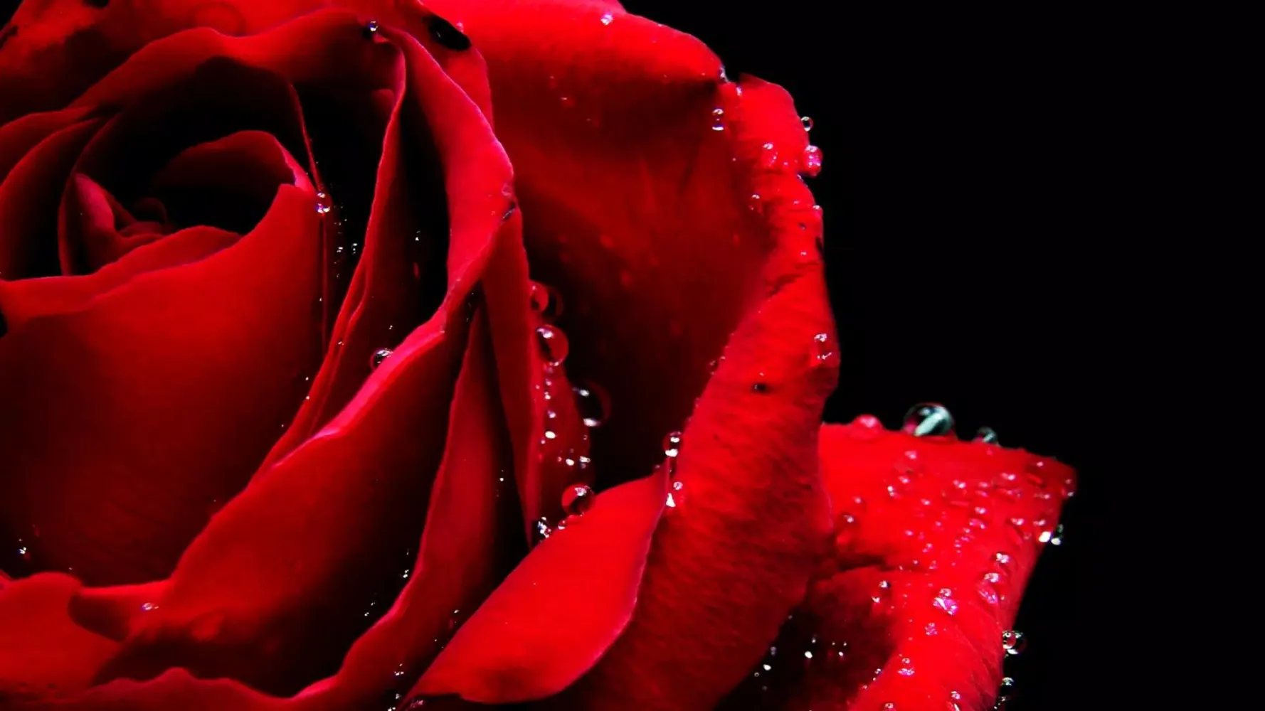 Flowers. Two shades of red Screenshots