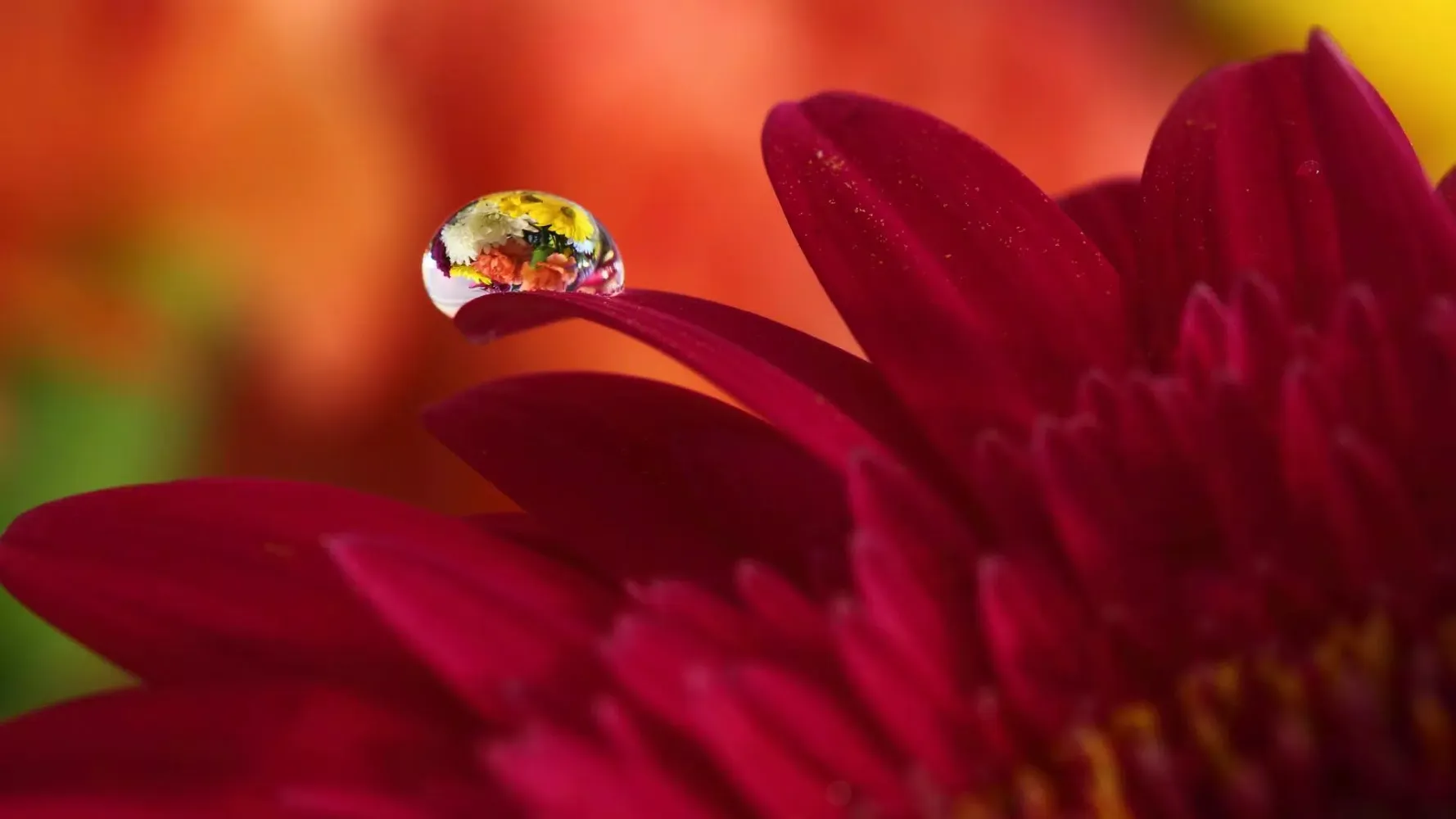 Flowers. Two shades of red Screenshots