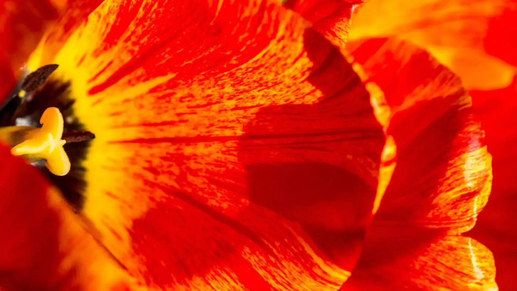 Flowers. Two shades of red Screenshots