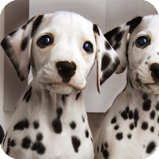 Dalmatian Dog Live Wallpaper