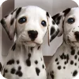 Dalmatian Dog Live Wallpaper