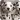 Dalmatian Dog Live Wallpaper