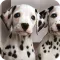 Dalmatian Dog Live Wallpaper