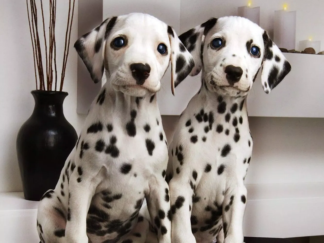 Dalmatian Dog Live Wallpaper应用截图