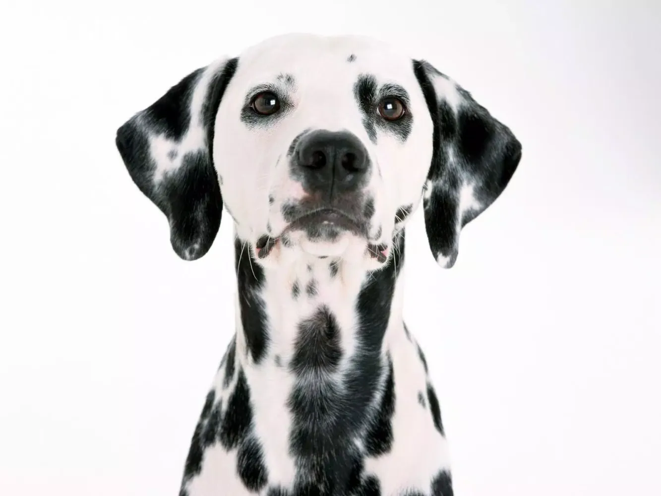 Dalmatian Dog Live Wallpaper应用截图