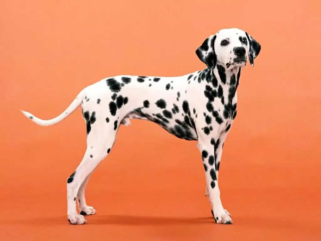 Dalmatian Dog Live Wallpaper应用截图