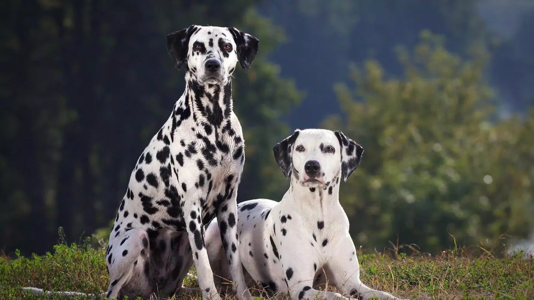 Dalmatian Dog Live Wallpaper应用截图