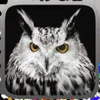 Owl Hunting Journey