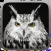 Owl Hunting Journey