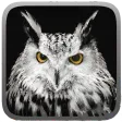 Owl Hunting Journey