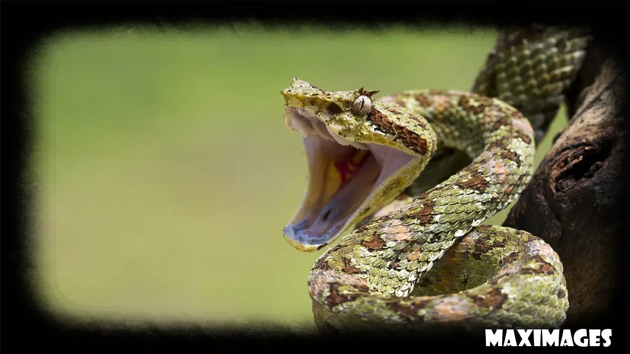 Capturas de pantalla de Snake Wallpaper