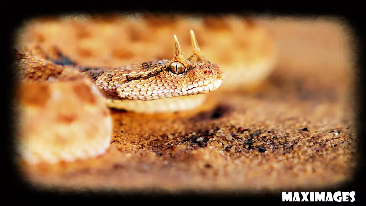Capturas de pantalla de Snake Wallpaper