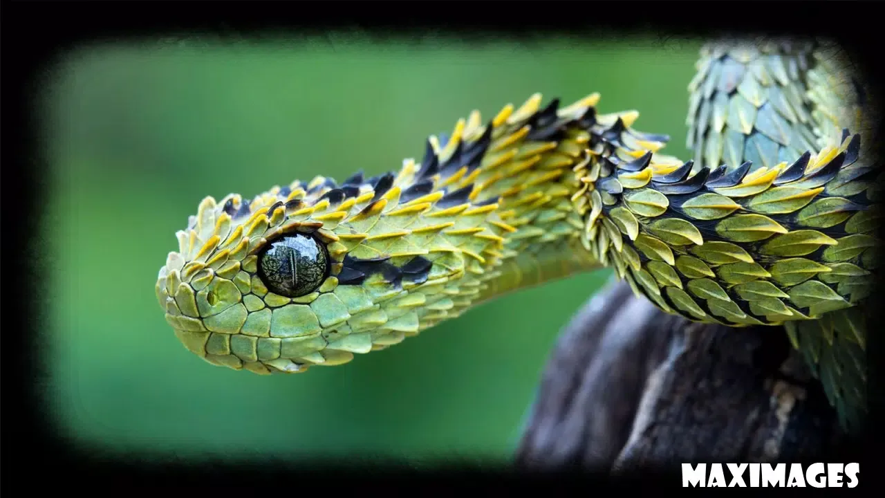 Capturas de pantalla de Snake Wallpaper