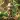 Jungle Fever
