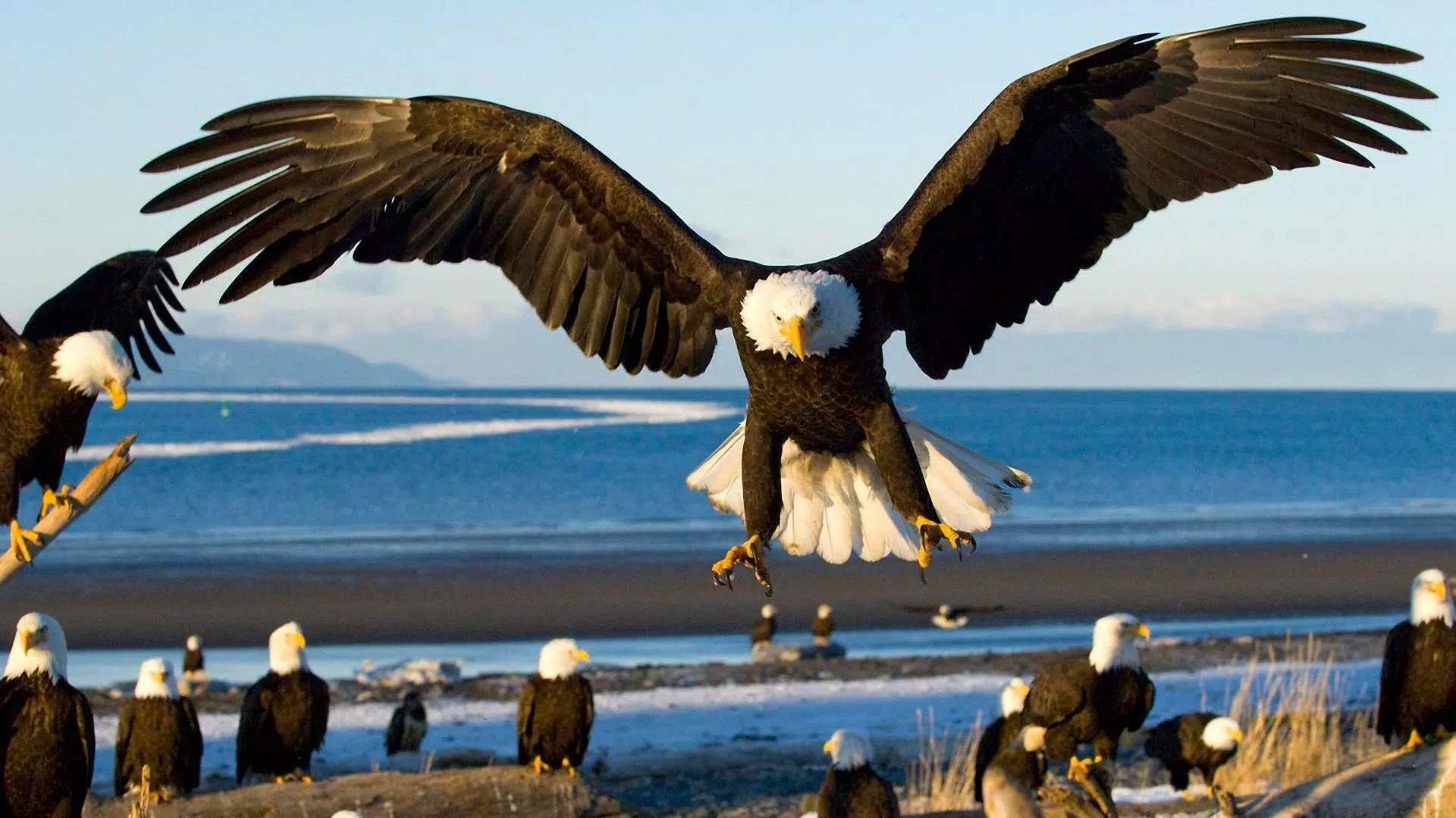 Bald Eagle. Animals Wallpapers Screenshots